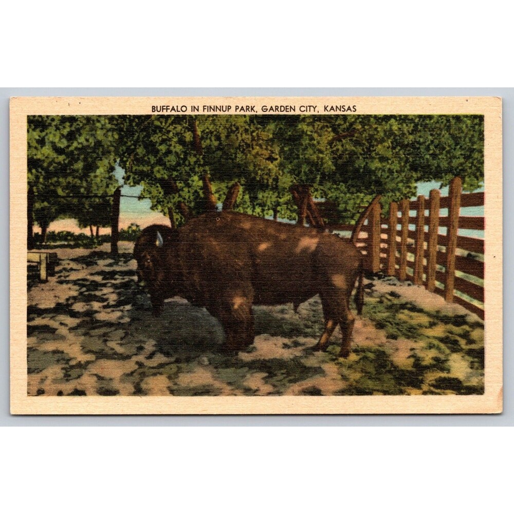 Postcard Kansas Garden City Buffalo in Finnup Park Linen c1940s Unposted KS VTG